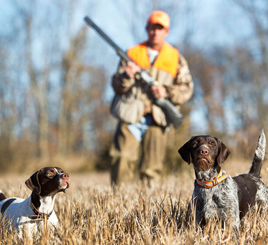Caza menor con perro