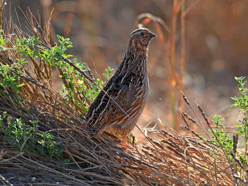 FACE ALERTA SOBRE UNA MANIOBRA DE LA COMISIÓN EUROPEA PARA PLANTEAR UNA MORATORIA DE LA CODORNIZ Y EL ZORZAL ALIRROJO