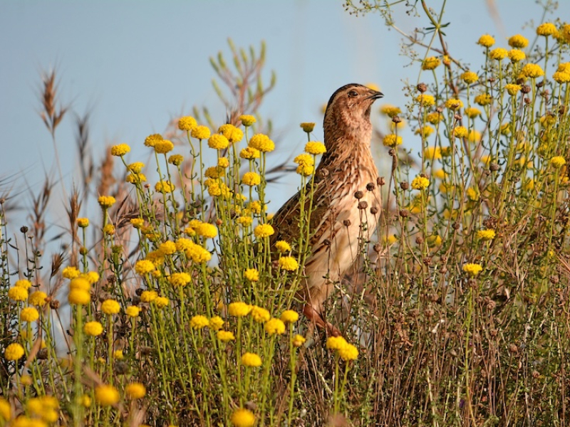 LA MEDIA VEDA ARRANCA EN LA RIOJA ESTE VIERNES 15 DE AGOSTO