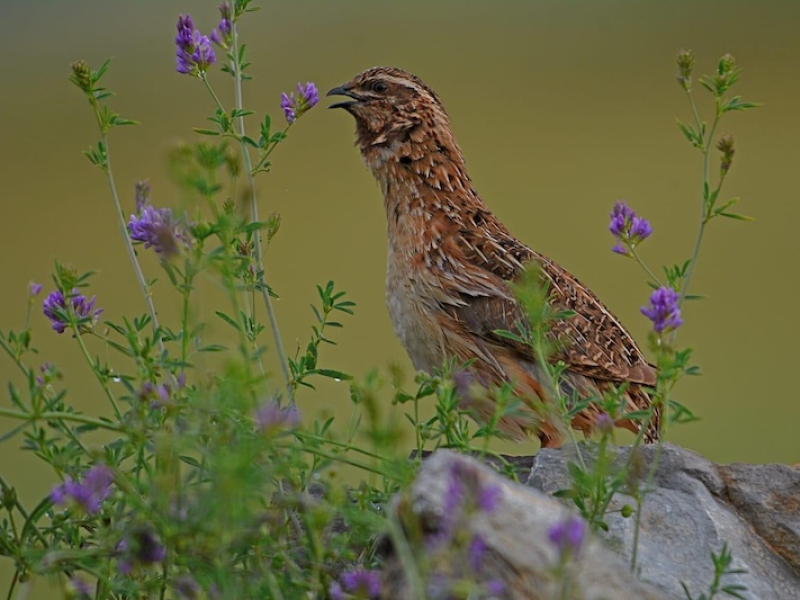 El proyecto Coturnix revela que España lleva a cabo una caza sostenible de la codorniz