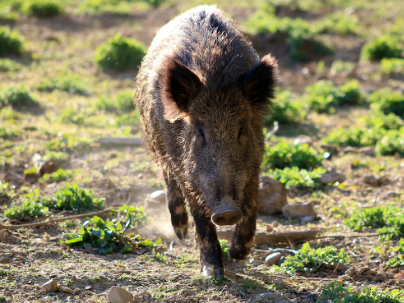 LA CONSEJERÍA DE AGRICULTURA ASUMIRÁ EL COSTE TOTAL DE GUARDERÍA DERIVADO DE LAS AUTORIZACIONES EXCEPCIONALES PARA LA CAZA AL SALTO DE JABALÍ