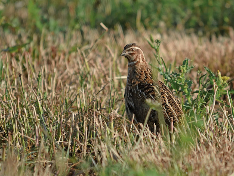 Los cazadores riojanos exigen al Gobierno de La Rioja que rechace posibles restricciones a la caza de la codorniz