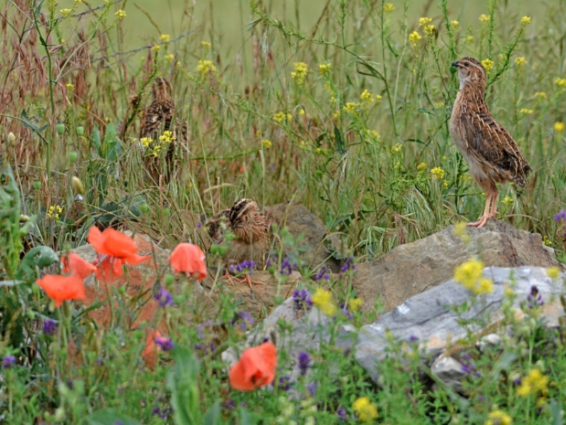 Las federaciones de caza logran el respaldo de varias CCAA para exigir al Gobierno una posición firme en defensa de la caza de la codorniz