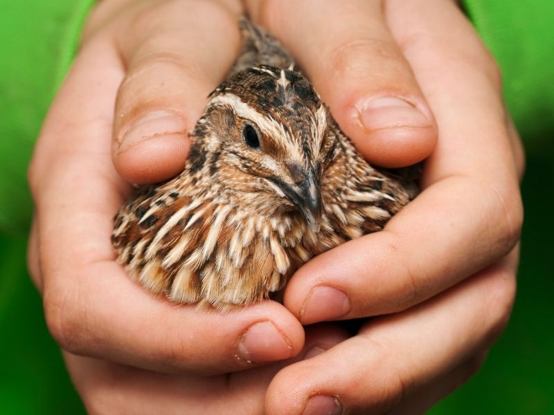 El Proyecto Coturnix invita un año más a los cazadores riojanos a colaborar en el seguimiento científico de la codorniz