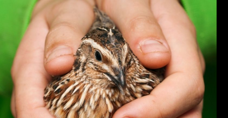 El Proyecto Coturnix invita un año más a los cazadores riojanos a colaborar en el seguimiento científico de la codorniz